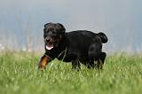 BEAUCERON - PUPPIES 196